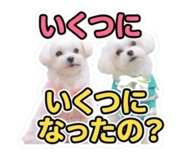 856815631