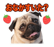 856815988
