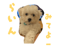 856816020