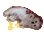 856816028