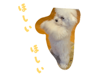 856816029