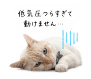 856816145