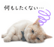 856816146
