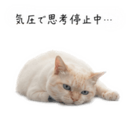 856816152
