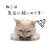 856816154