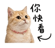 856836810