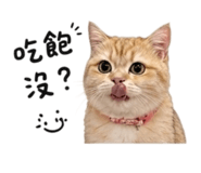 856836813
