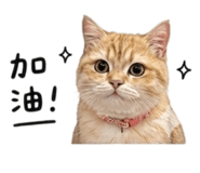 856836824