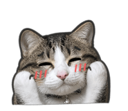 856837567