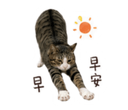 856838158
