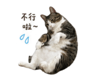 856838163
