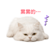 856838451