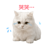 856838454