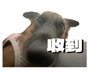 856851747