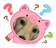 856854271