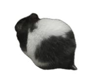 856855008