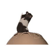 856855019