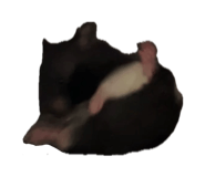 856855023