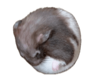 856855024