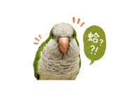 856855561
