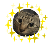 856859048