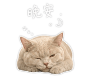 856862955