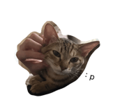 856865341