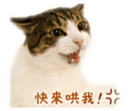 856869163