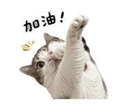 856870129