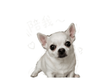 856871033