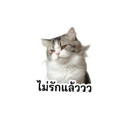 856874868
