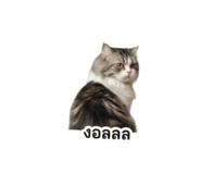 856874877