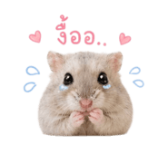856879447