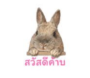 856880697