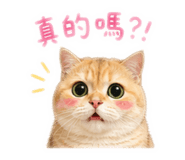 856883335