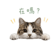 856887425