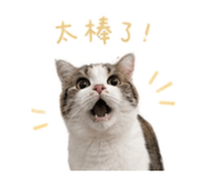 856887426
