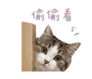 856887431