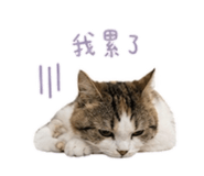856887433