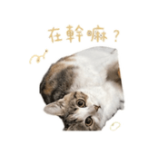 856887440