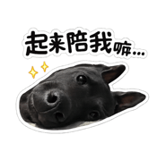 856891077