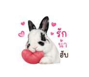 856913447