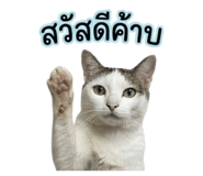 856913481