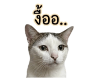 856913489