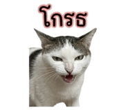 856913496