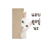 856914477