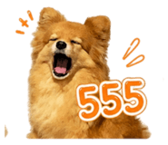 856916111