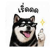 856916511