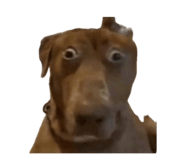 856918434