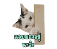 856920037
